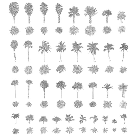 Thirty CAD Drawings of Palms in plan and elevation. Black and White.