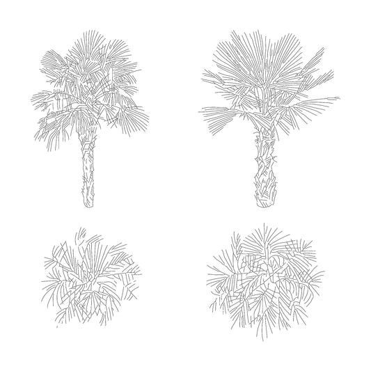 Two CAD Drawings of Medium size Palms in plan and elevation. Black and White.