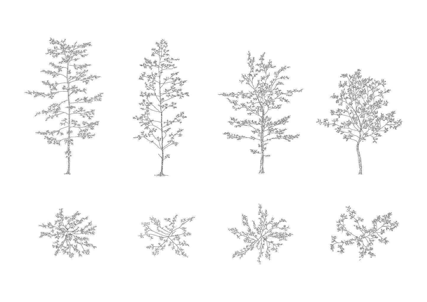 dwg drawings of four deciduous trees in plan and elevation. black and white.