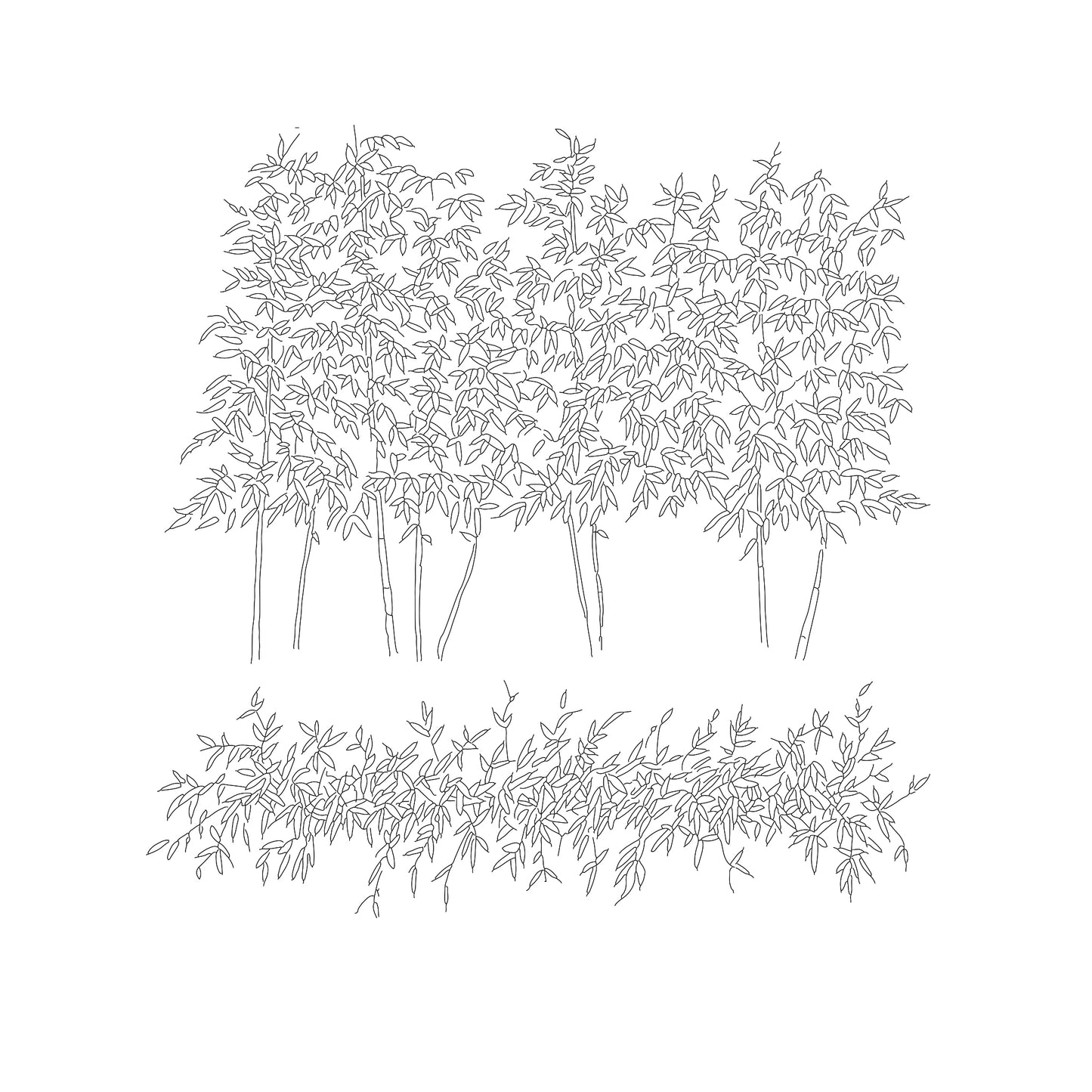 Cad drawing of bamboo bush in Plan and elevation. Black and white.