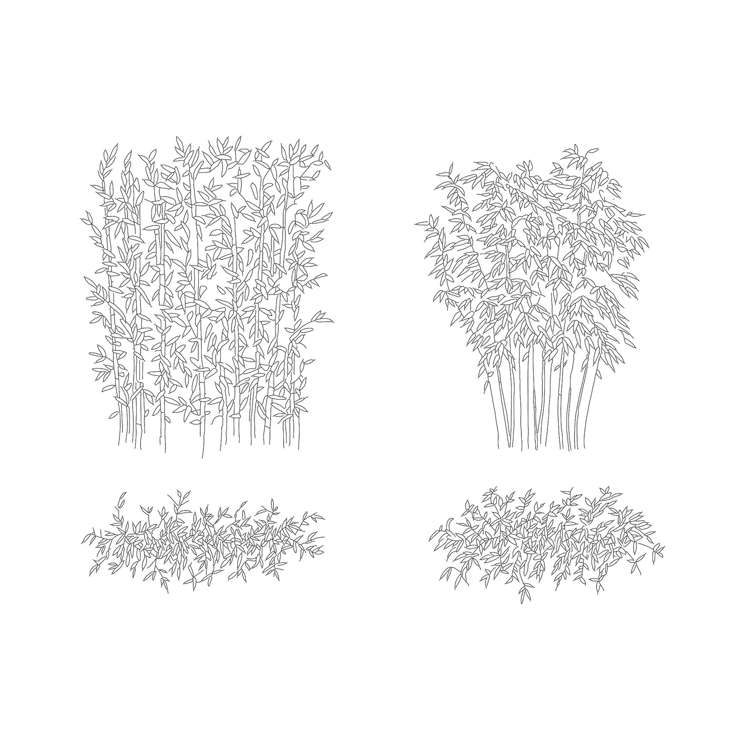 Cad drawing of two bamboo bushes in Plan and elevation. Black and white.