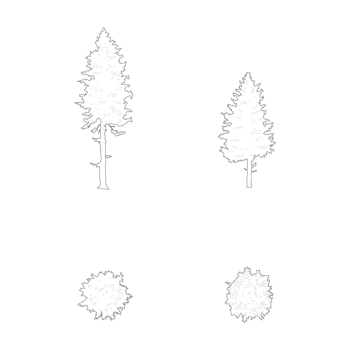 cad drawing of two silhouette of pine trees in plan and elevation. Black and White.