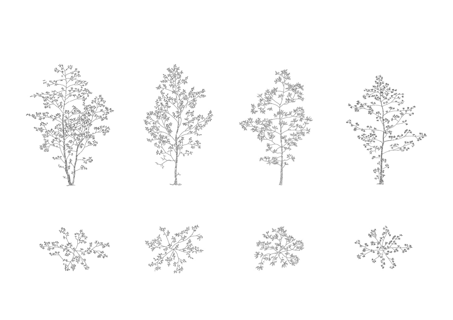 dwg drawings of four deciduous trees with many leaves in plan and elevation. black and white.