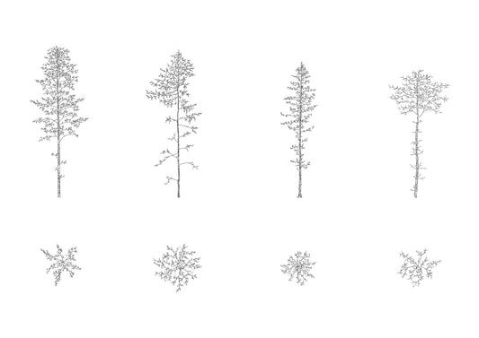 cad drawing of four tall larix (pine trees) in plan and elevation. Black and white.