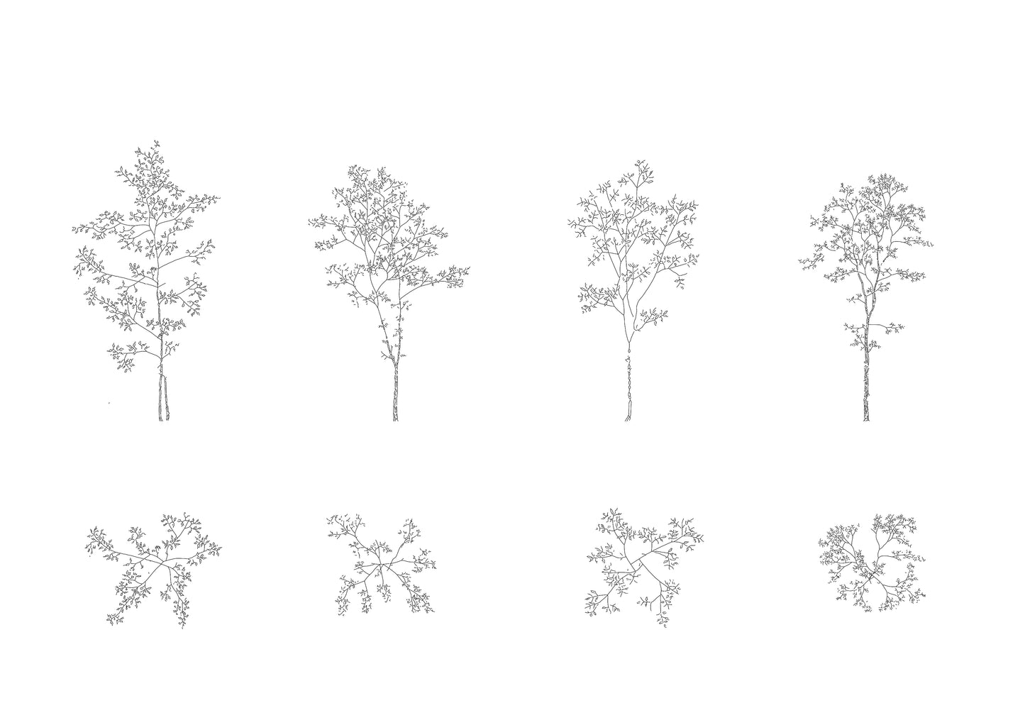 dwg drawings of four tall deciduous trees in plan and elevation. black and white.