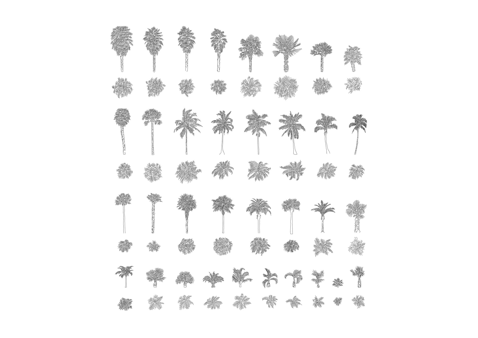 cad drawings of palms in plan and elevation