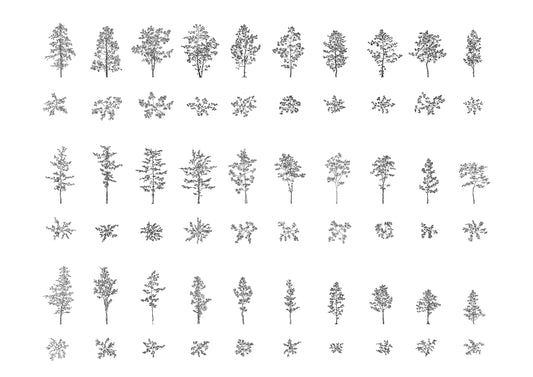 Cad drawings of thirty deciduous trees in plan and elevation. Black and white.