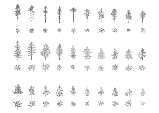 cad drawings of thirty pine trees in plan and elevation. black and white.