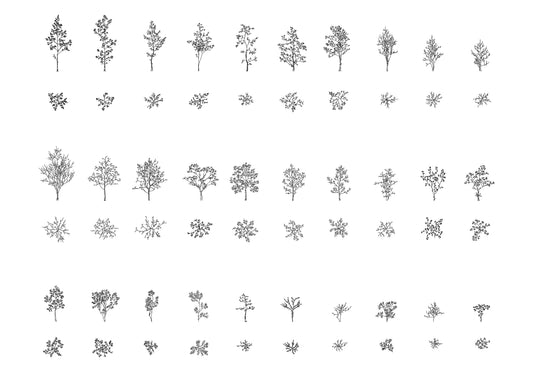 Cad drawings of thirty trees and saplings in plan and elevation. Black e white.