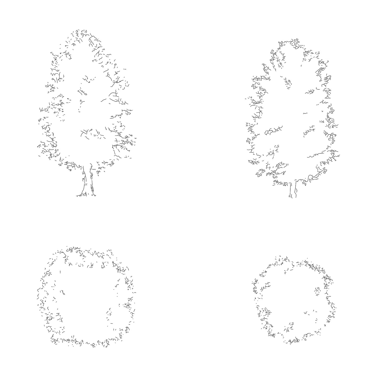 cad drawing of two detailed deciduous trees in plan and elevation. Black and White.