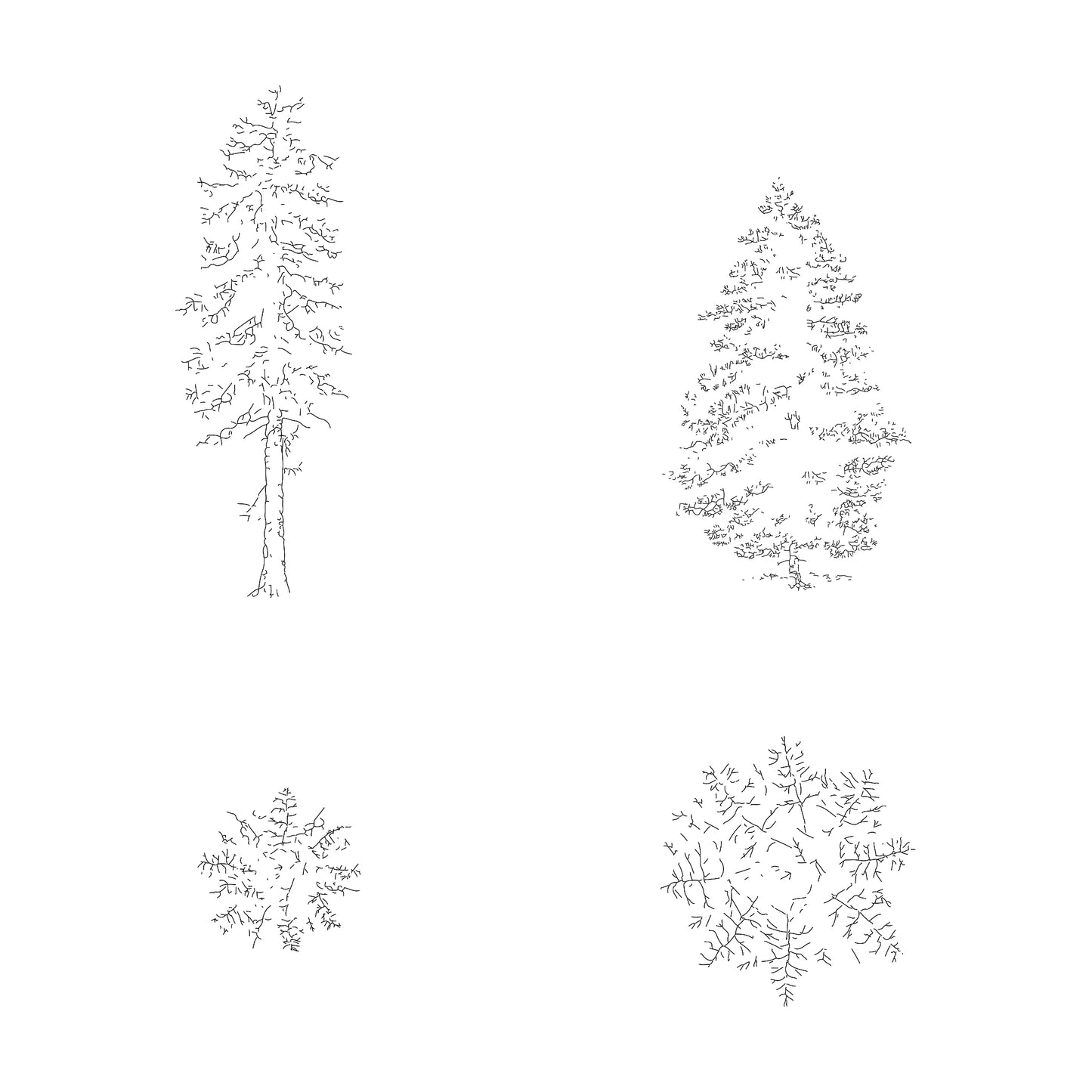 cad drawing of two detailed pine trees in plan and elevation. Black and White.