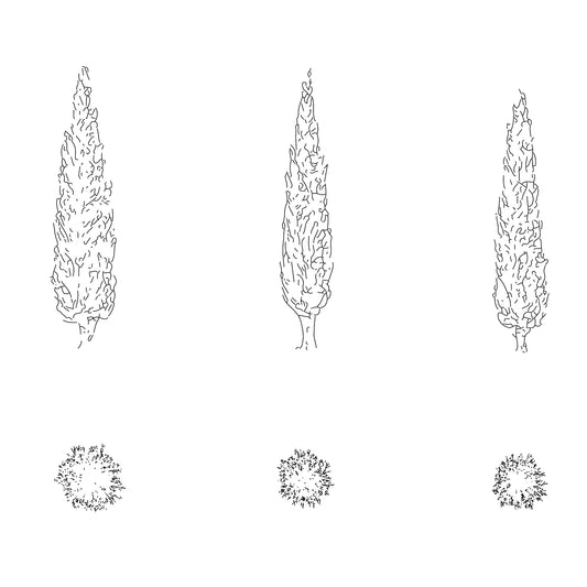 three CAD cypress trees in plan and elevation. Black and White.