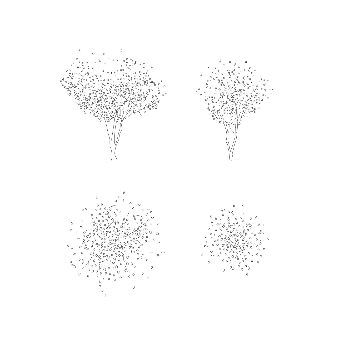 CAD drawings of two japanese magnolia trees in plan and elevation. Black and white