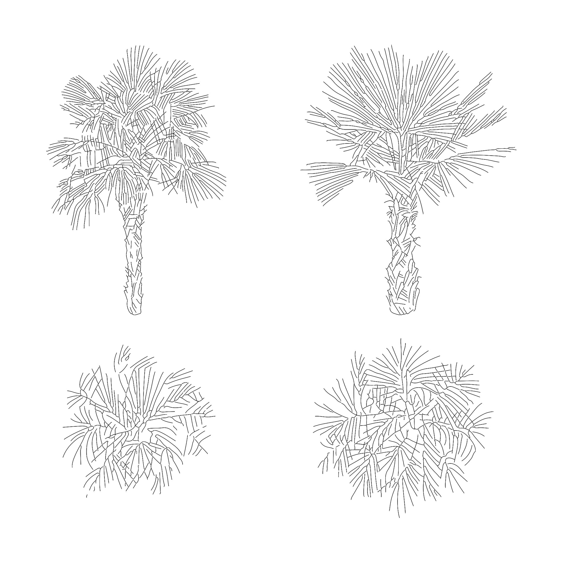 Two CAD Drawings of Medium size Palms in plan and elevation. Black and White.