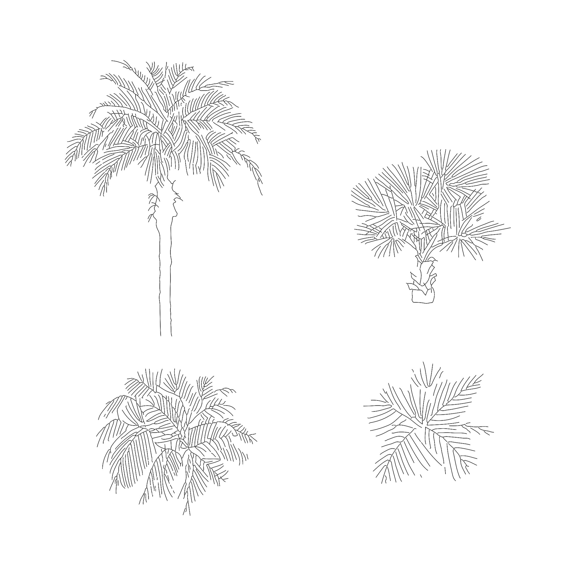 Two CAD Drawings of Small size Palms in plan and elevation. Black and White.