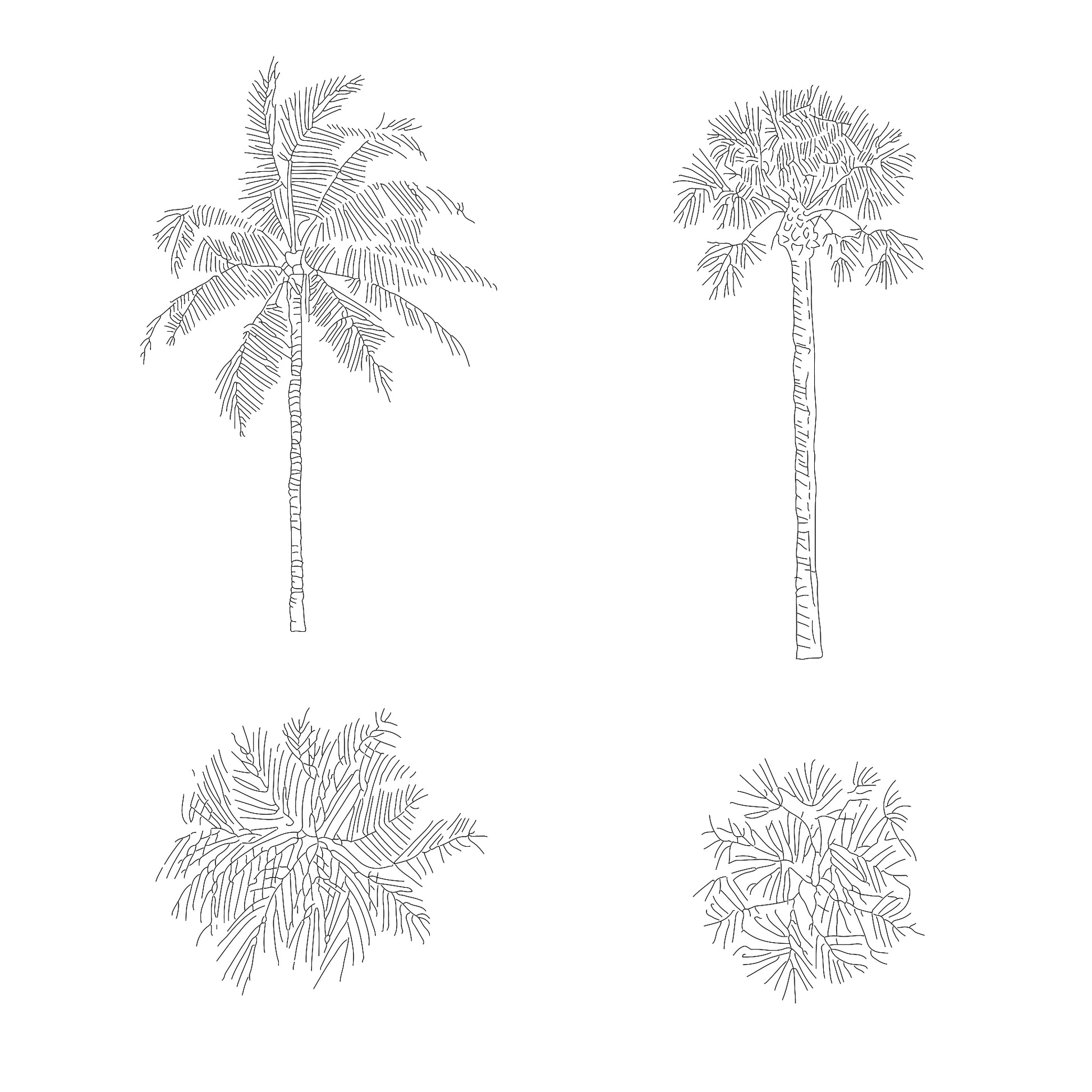 Two CAD Drawings of Tropical Palms in plan and elevation. Black and White.