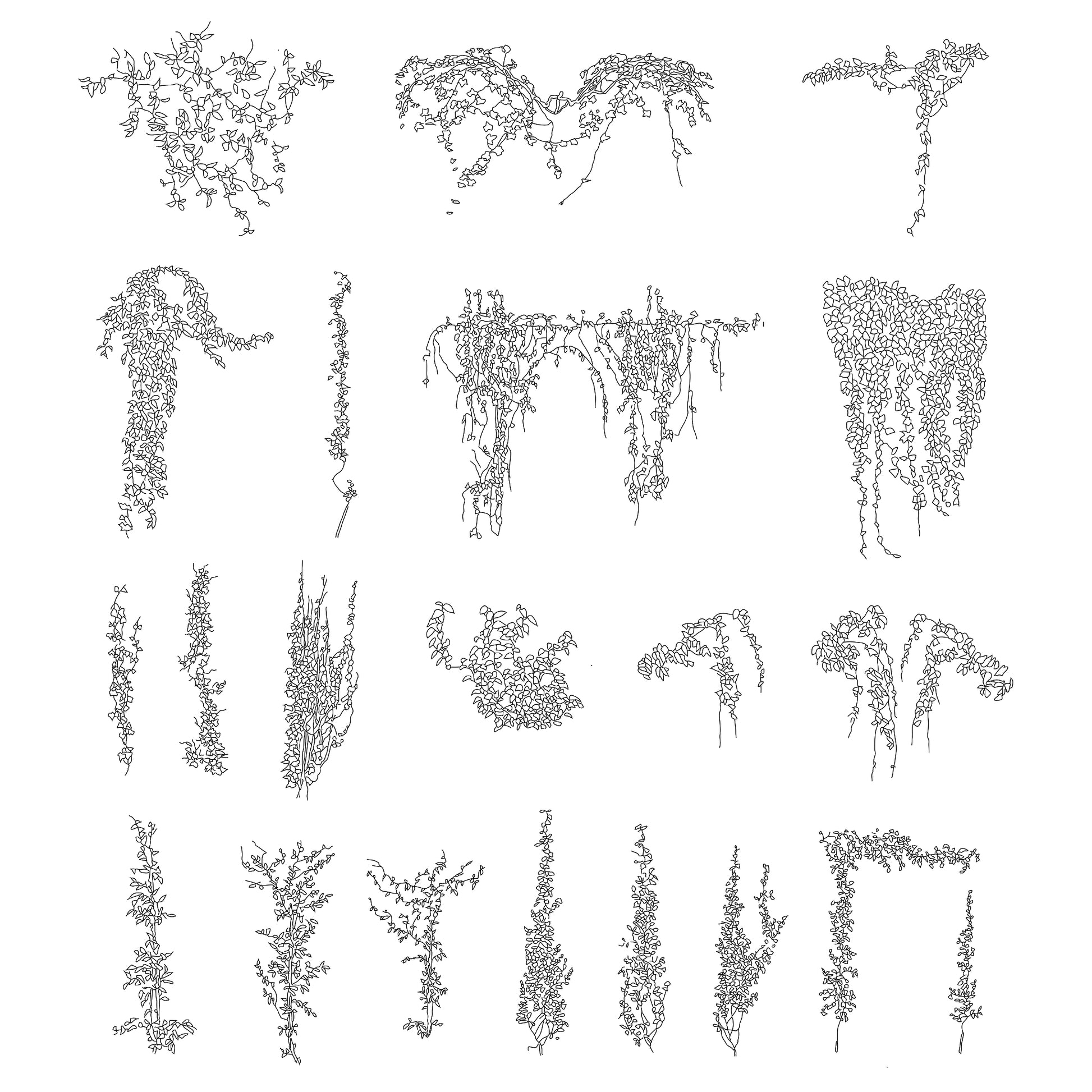 CAD drawings of twenty climbing plants in Elevation. Black and White