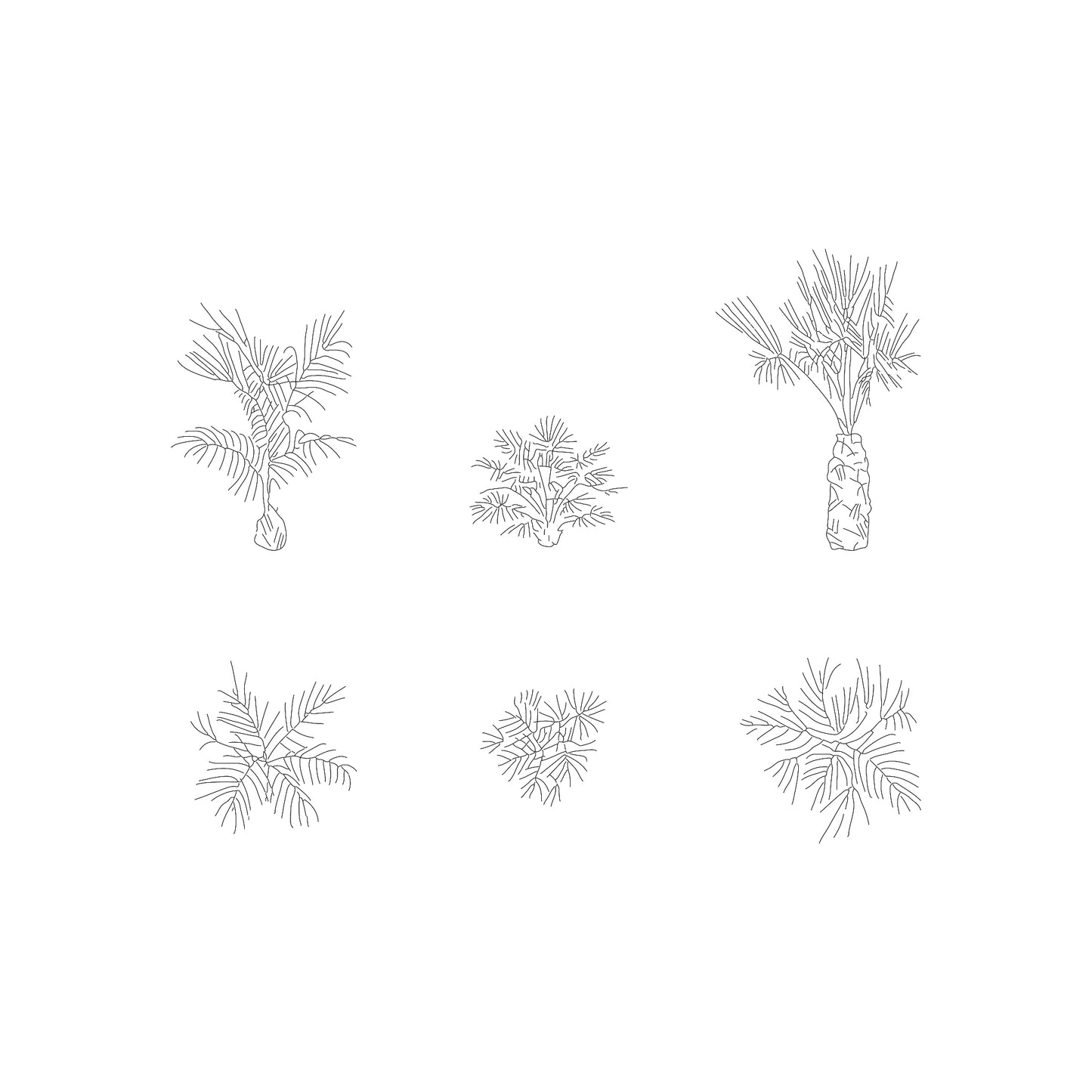 Three CAD Drawings of small size Palms in plan and elevation. Black and White.