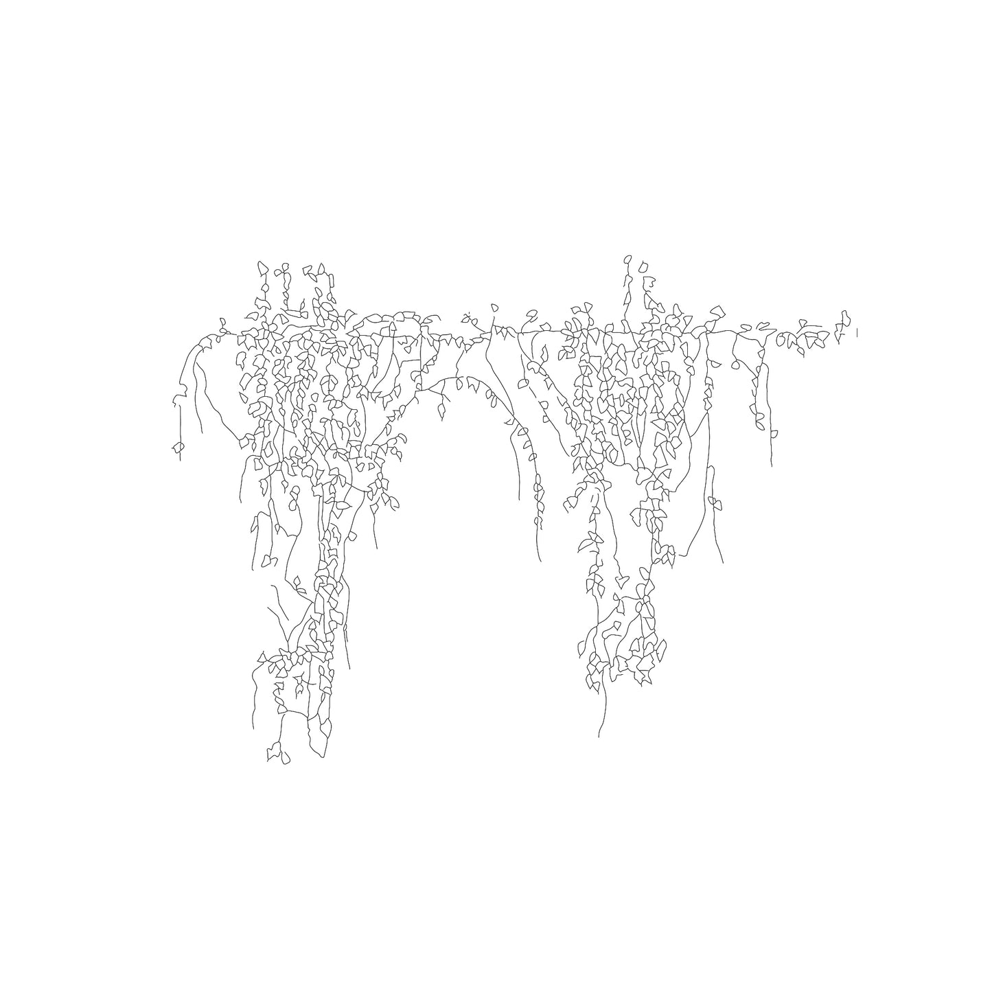 CAD drawing of one large climbing plant in Elevation. Black and White