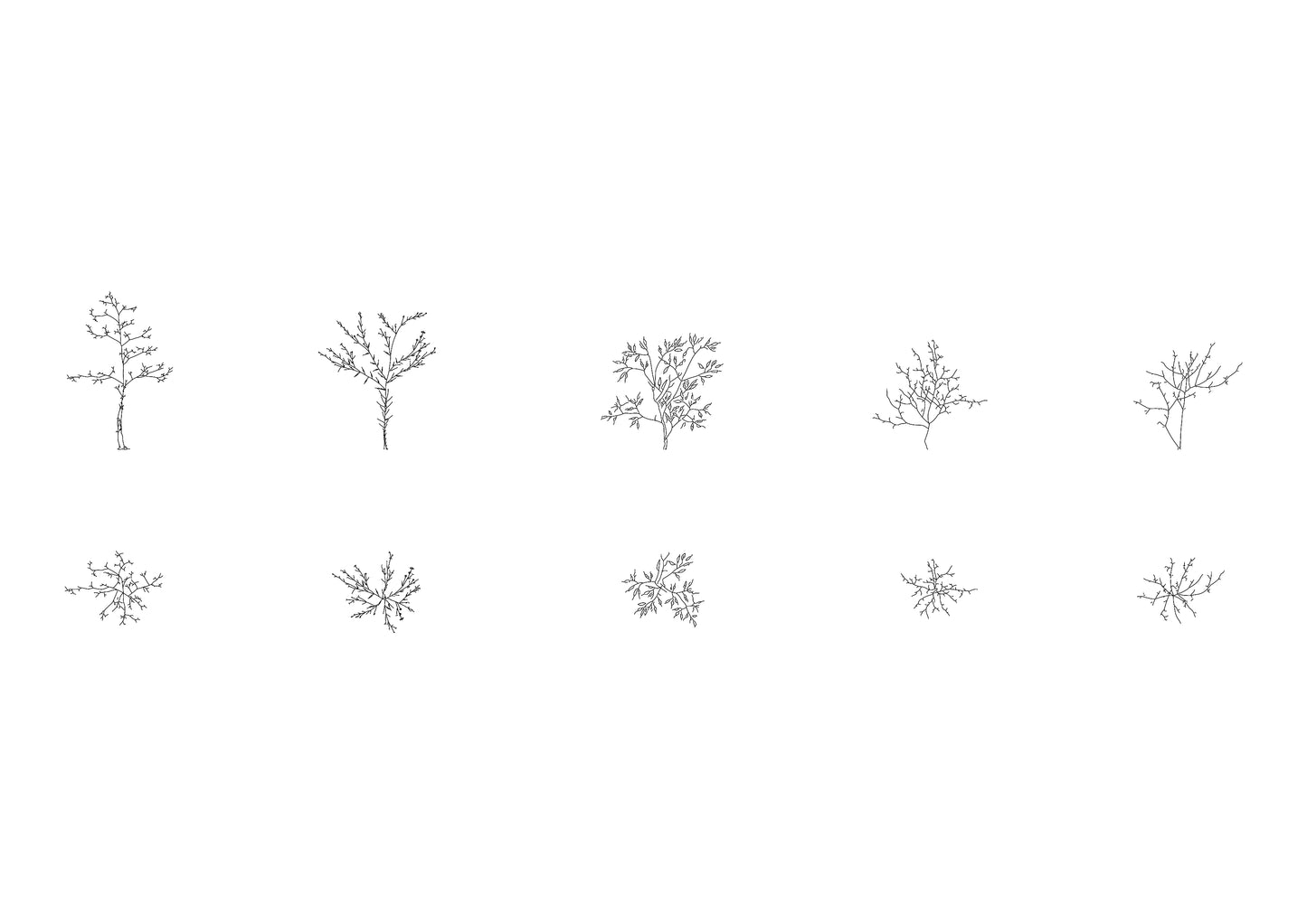 cad drawings of five tree saplings in plan and elevation. Black and white drawing.