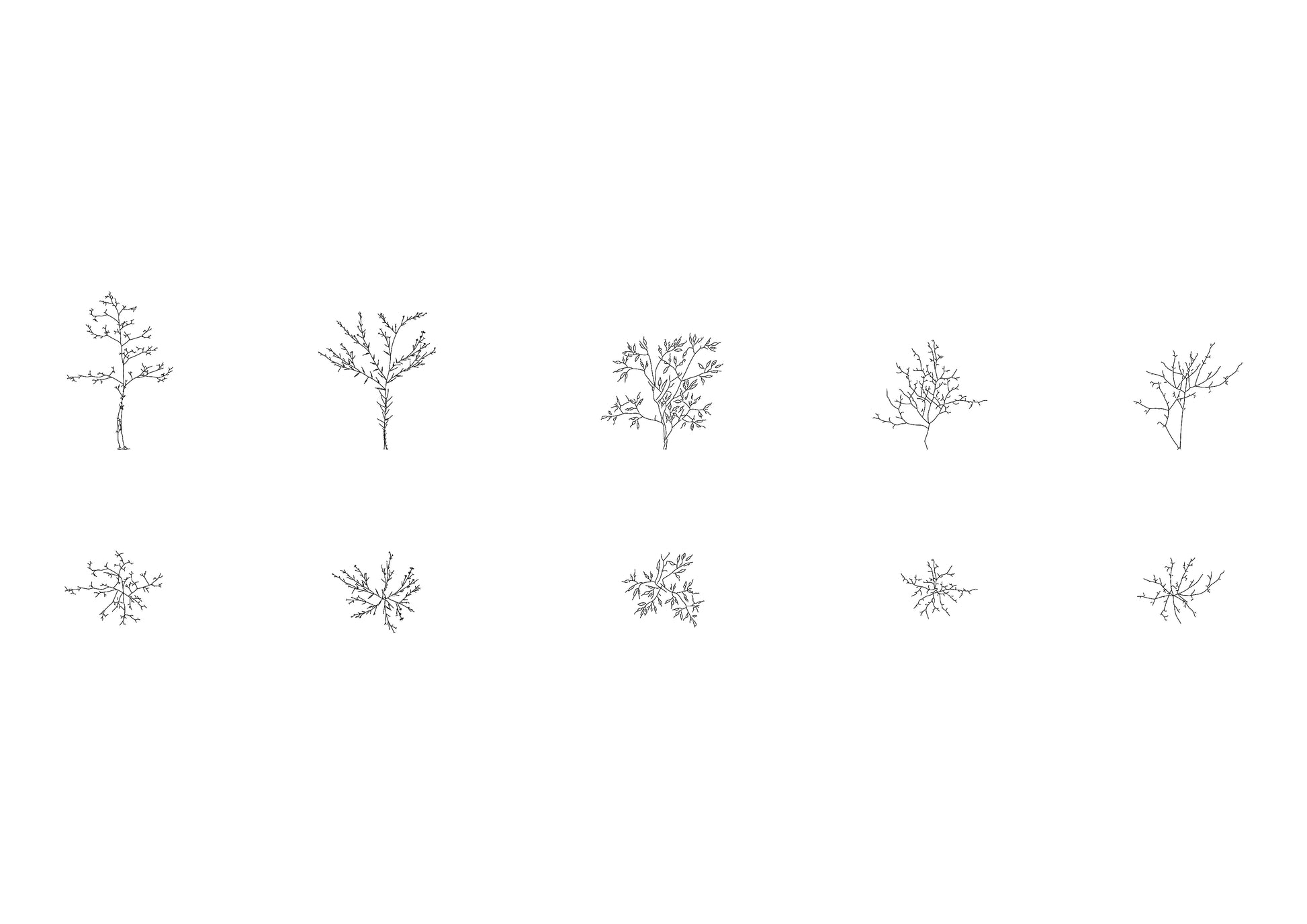 cad drawings of five tree saplings in plan and elevation. Black and white drawing.