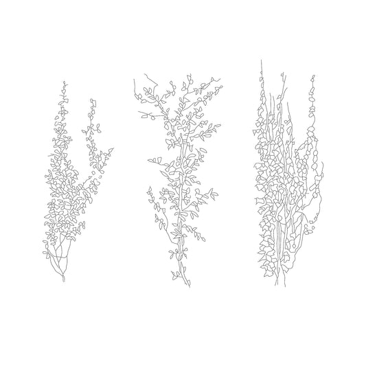CAD drawings of three climbing plants in Elevation. Black and White