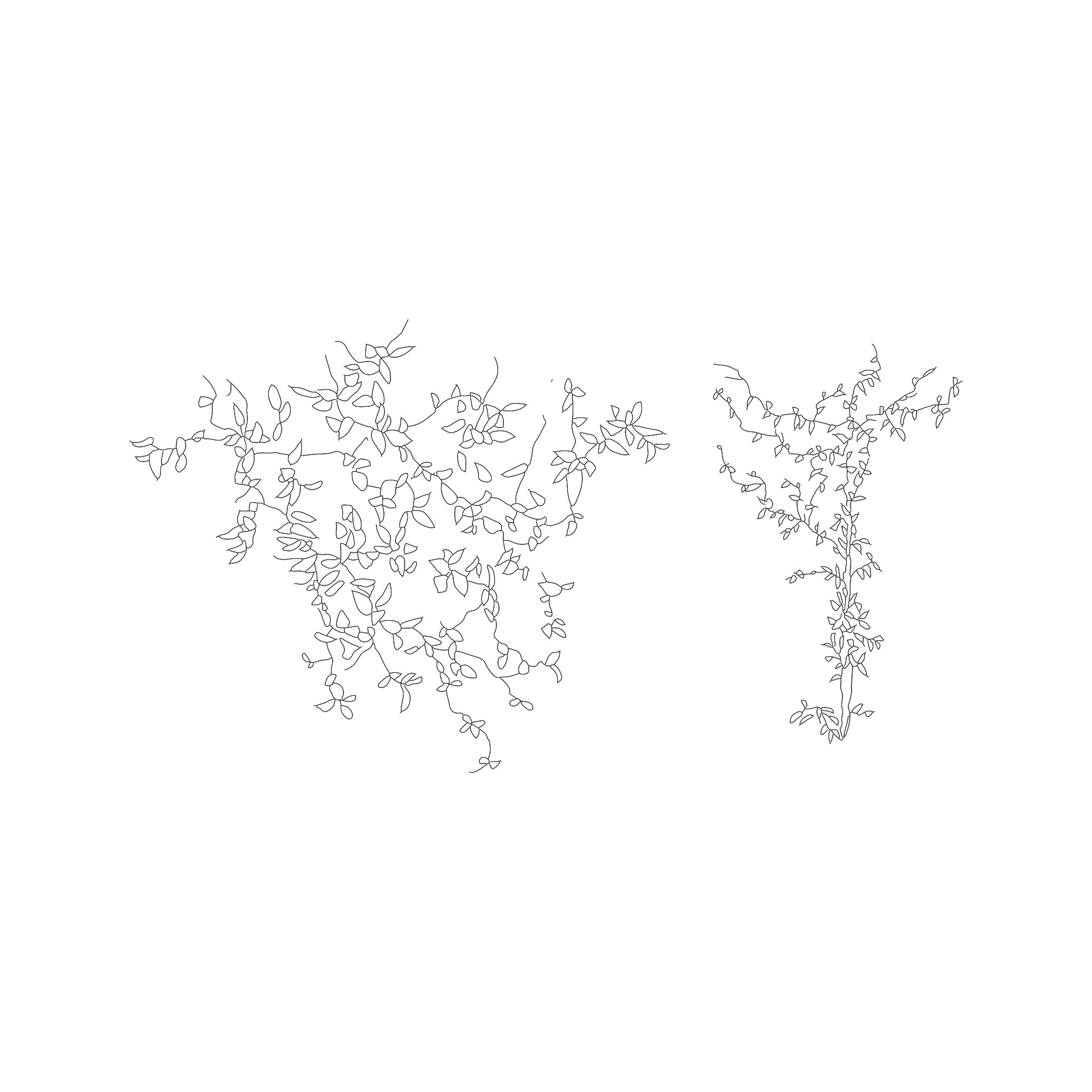 CAD drawings of two climbing plants in Elevation. Black and White