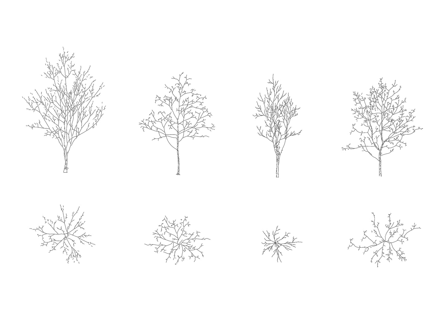 cad drawings of four medium size trees in plan and elevation. Black and white drawing.