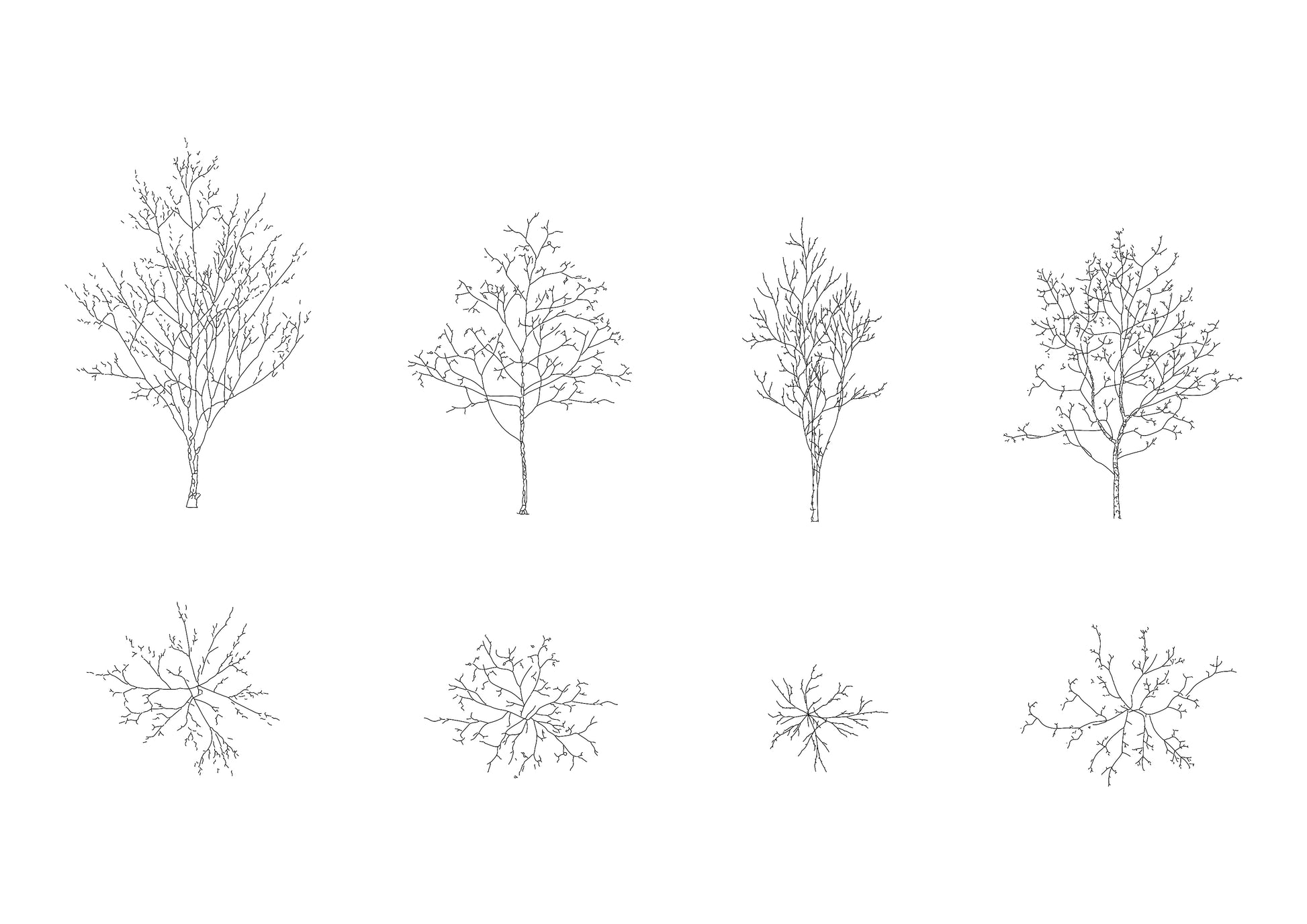 cad drawings of four medium size trees in plan and elevation. Black and white drawing.