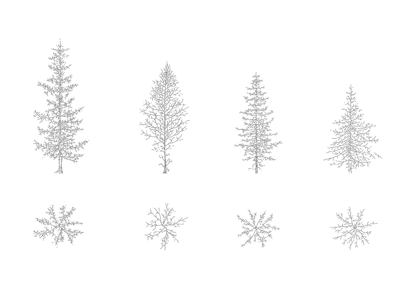 cad drawings of four pine trees in plan and elevation. Black and white.
