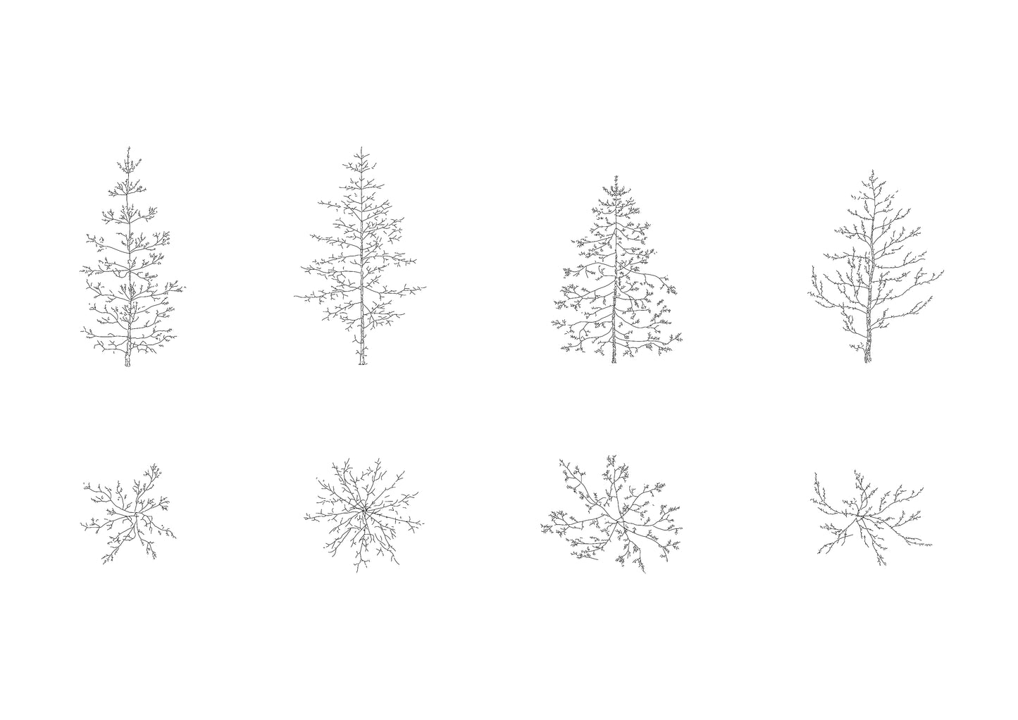cad drawing of small pine trees in plan and elevation. Black and white.
