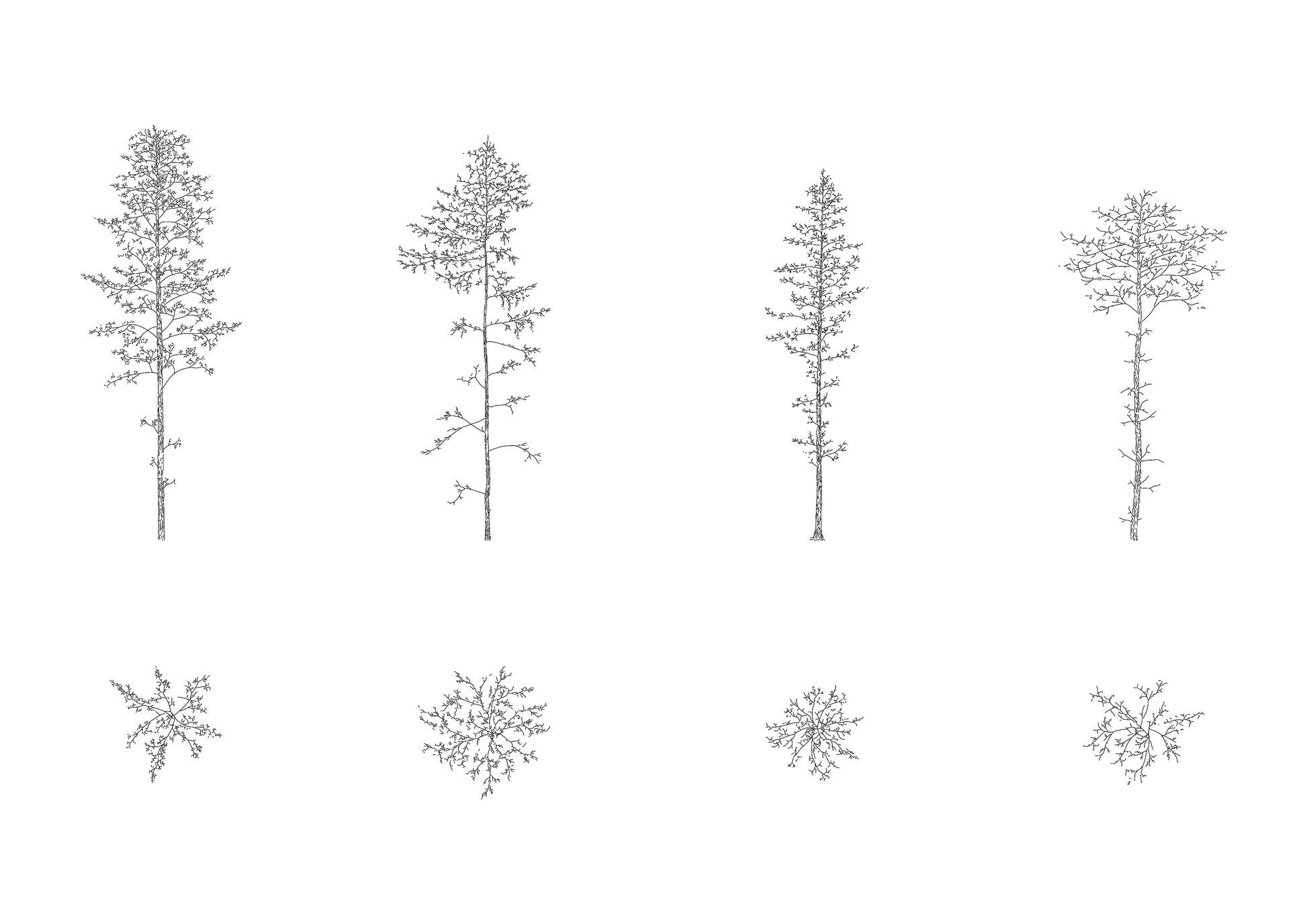 cad drawing of four tall larix (pine trees) in plan and elevation. Black and white.