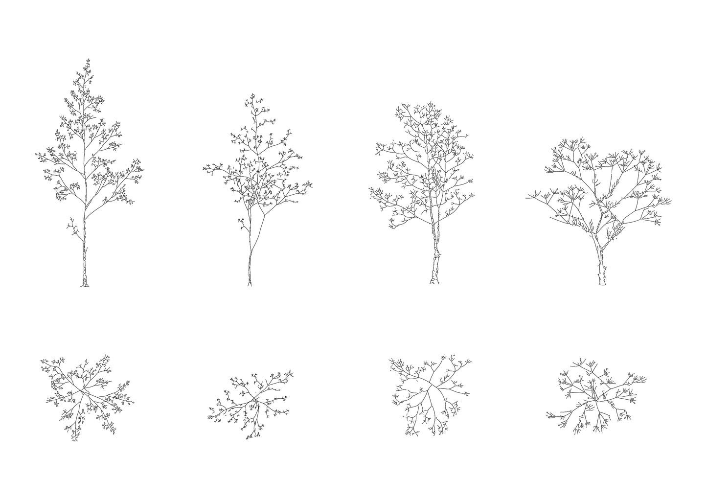 cad drawing of four trees in plan and elevation. Black and white drawing.