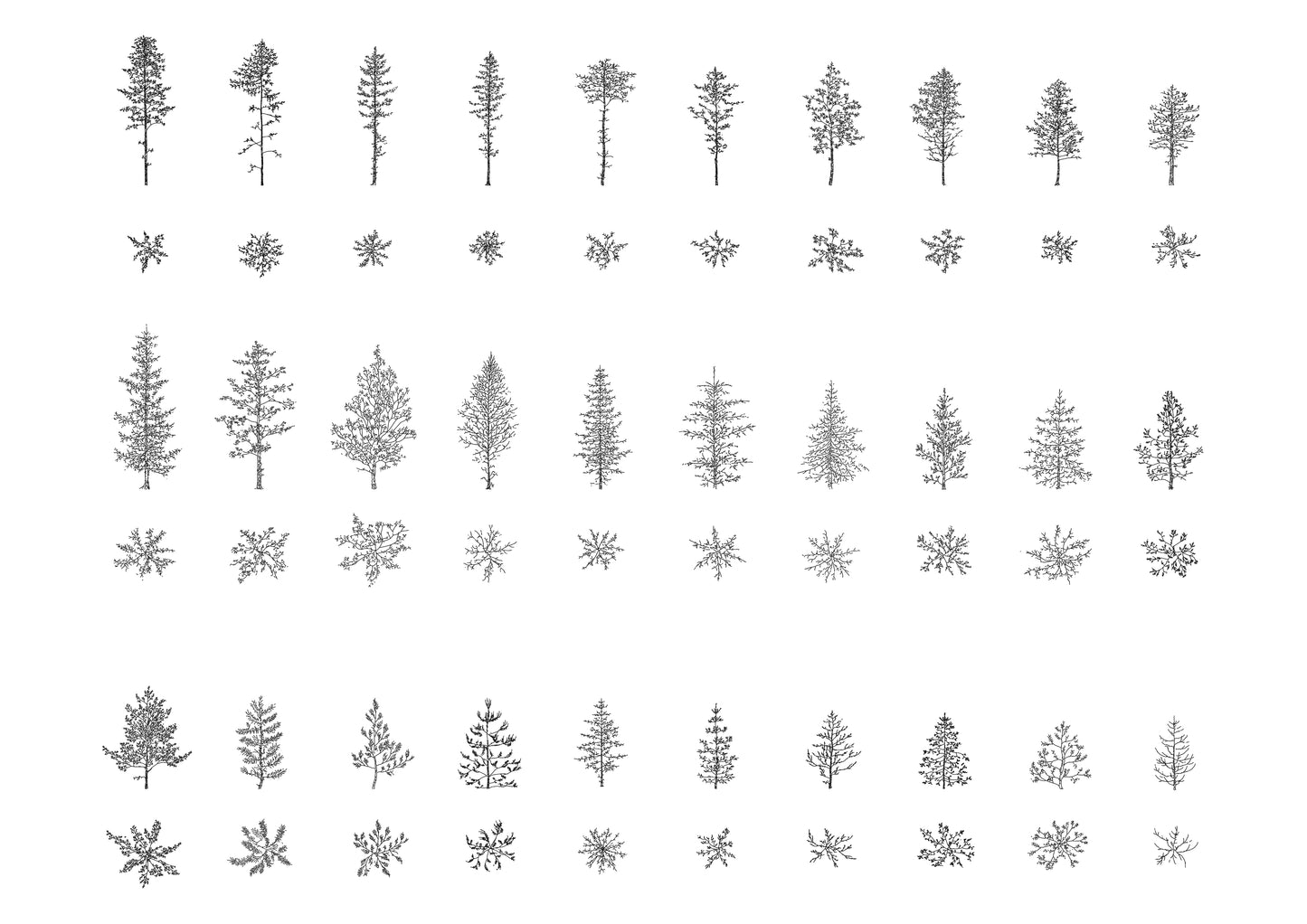 cad drawings of thirty pine trees in plan and elevation. black and white.