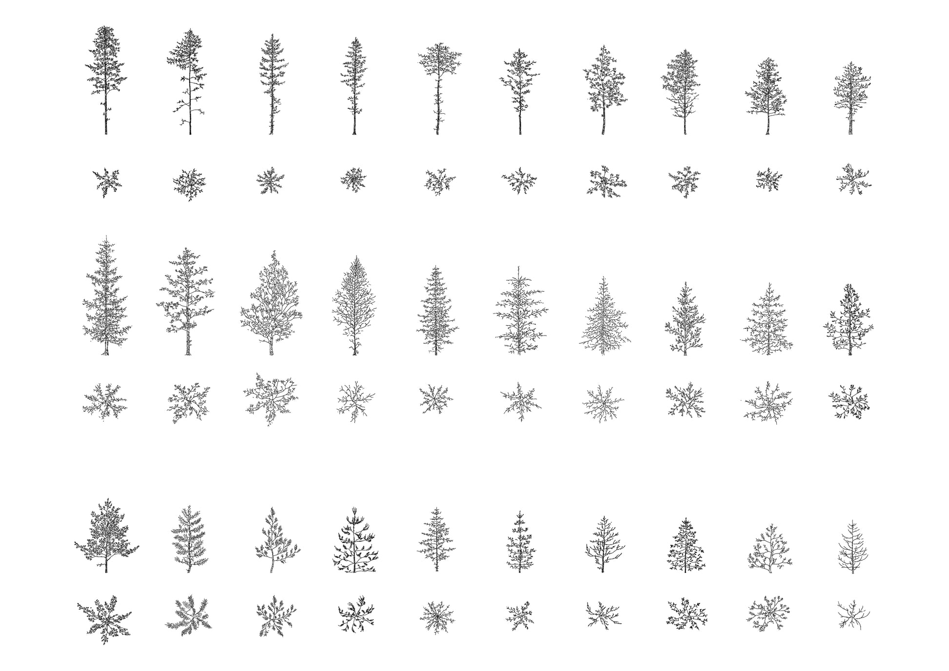 Project #2: Tree Drawing