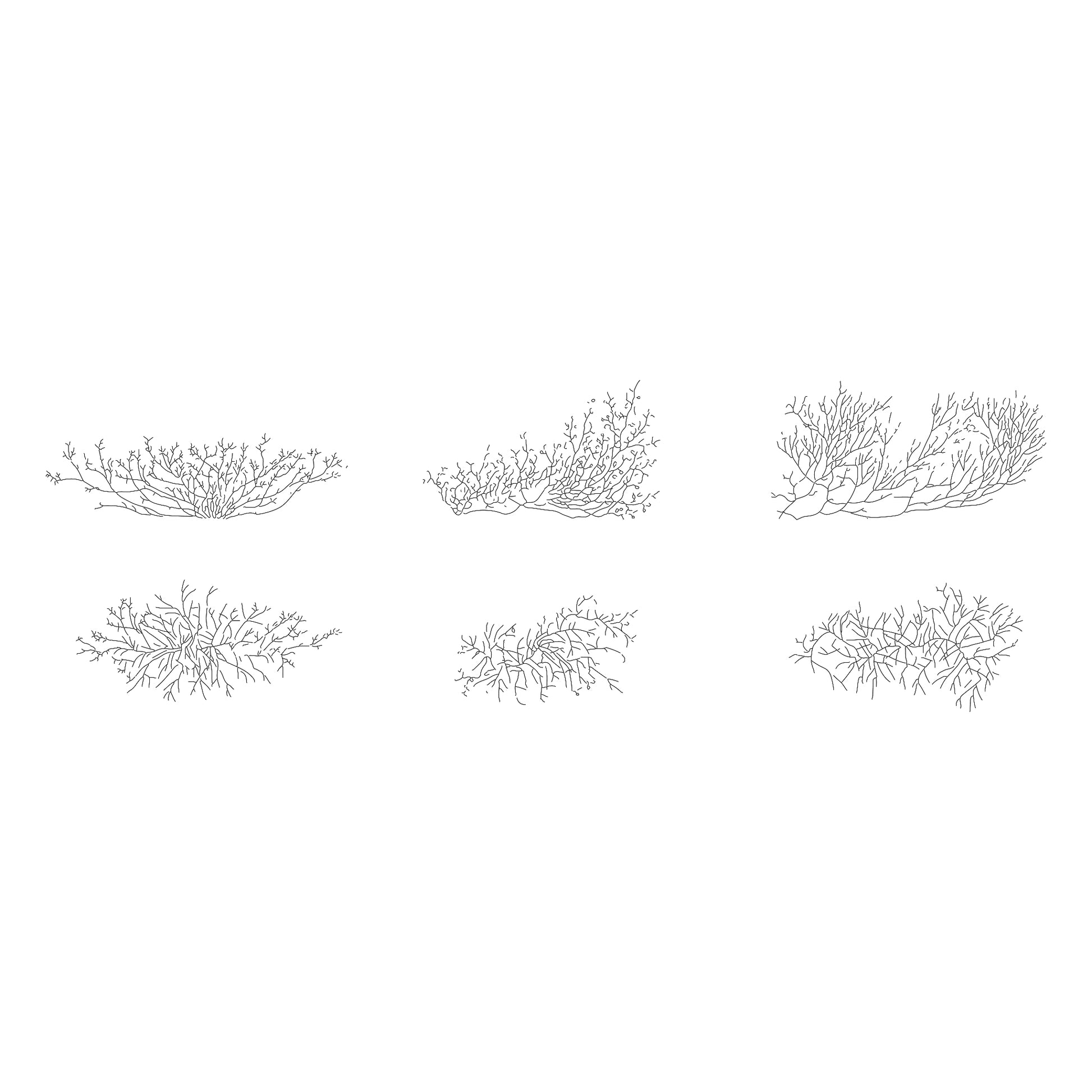 Cad drawings of three big shrubs and bushes in plan and elevation. Black and white.